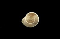 藏品(彩虹䗉螺)的圖片